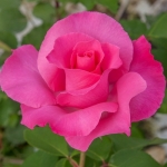 The Mc.Cartney Rose (Зэ Маккартни Роуз)
